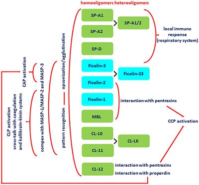 Collectins and ficolins in neonatal health and disease